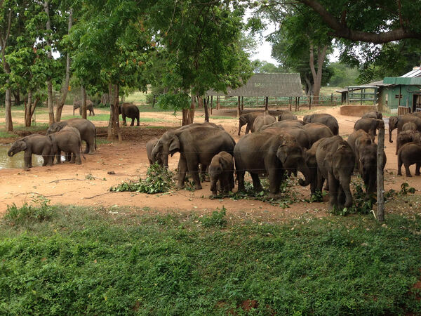 image Elephant Transit Home
