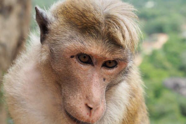 Sigiriya